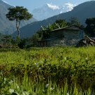 Himalayan Rice Fields